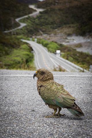 016 Arthur's Pass, Kea.jpg